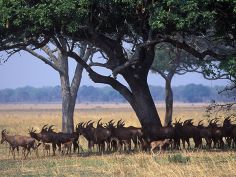 Katavi National Park (Foto © Foxes Safaris)