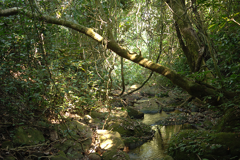 Mahale Mountain National Park, Schimpansen-Trek