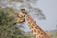 Mikumi National Park