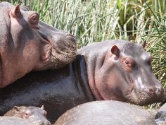 Flusspferde im Ngorongoro Krater