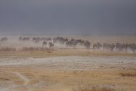 Ngorongoro National Park