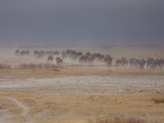 Wildebeest (Gnu) im Ngorongoro Krater