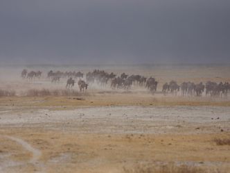 Wildebeest (Gnu) im Ngorongoro Krater Wildebeest (Gnu) im Ngorongoro Krater
