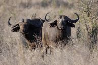 Nyerere National Park