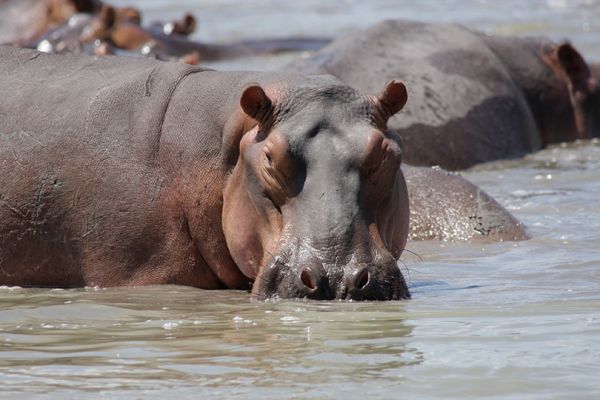 Nyerere National Park / Selous Game Reserve