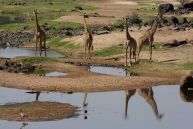 Ruaha National Park