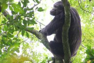 Rubondo Island National Park