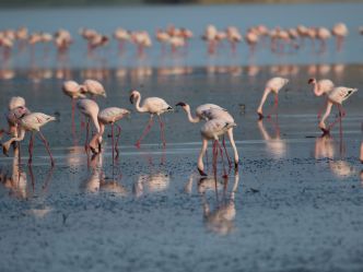 Lake Natron - Flamingos Lake Natron - Flamingos