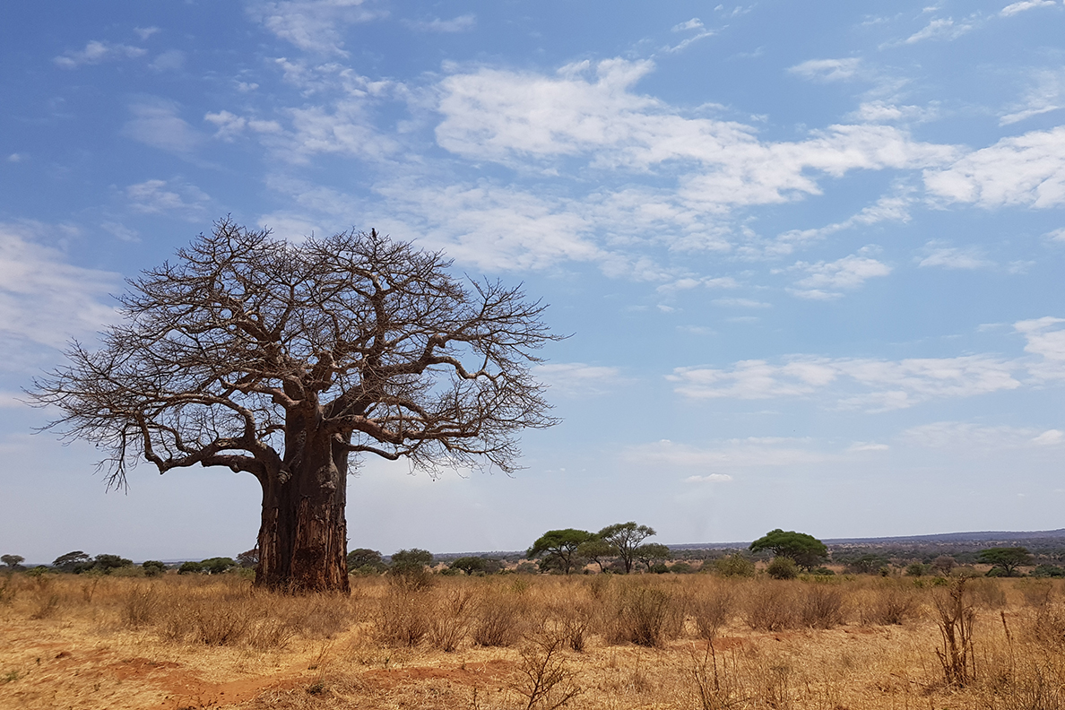 Baobab im Tarangire National Park