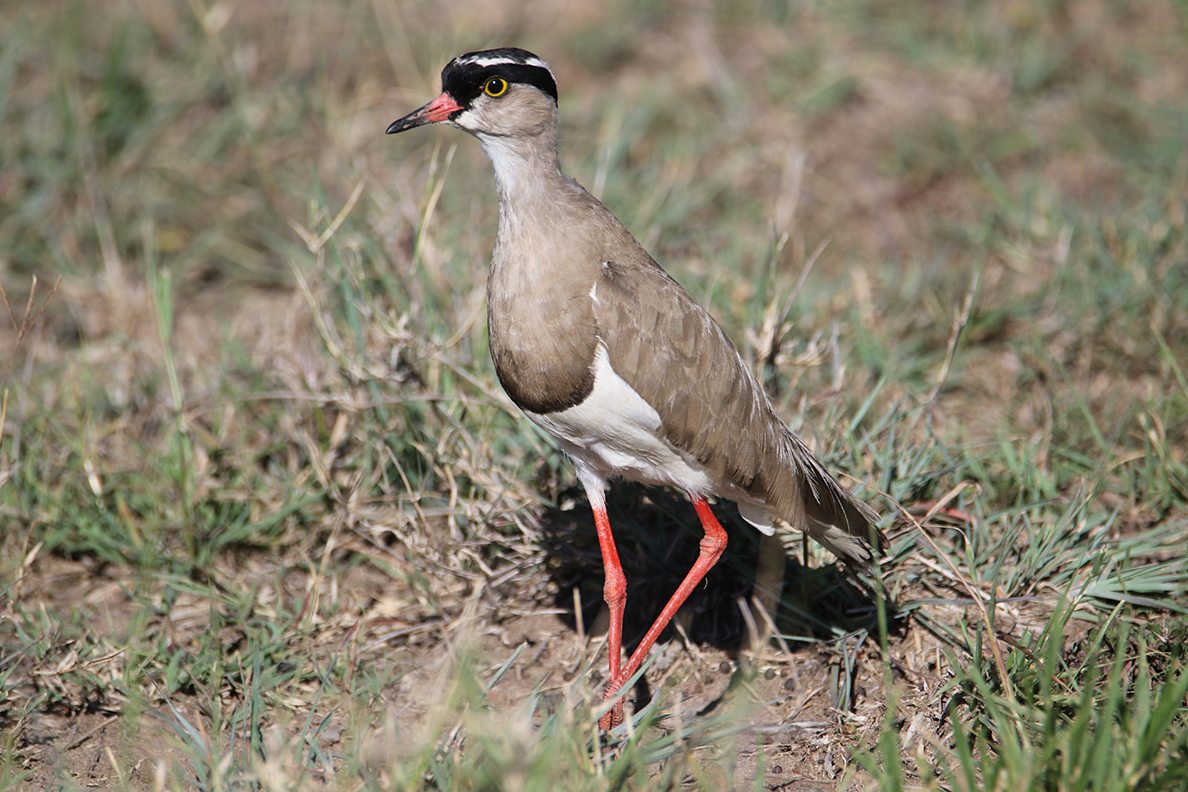 Kronenkiebitz - Masai Mara Game Reserve