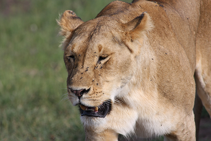 Löwin - Masai Mara Game Reserve