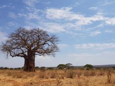 Baobab im Tarangire National Park