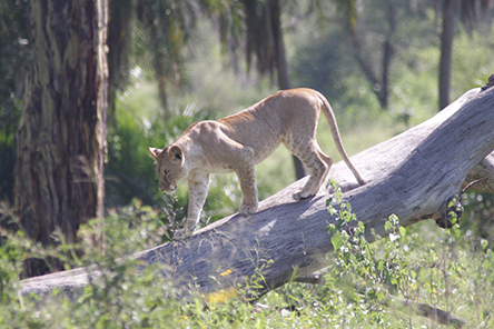 Tanzania Camping Experience