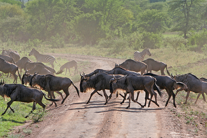 Tanzania Camping Experience