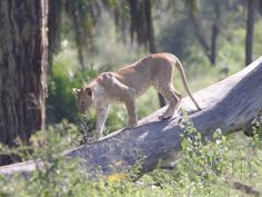 Tanzania Camping Experience