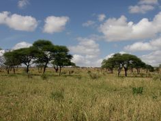 Tarangire National Park