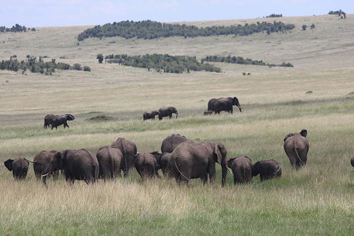 Parks of Tanzania &amp; Kenya, Elefanten in der Masai Mara