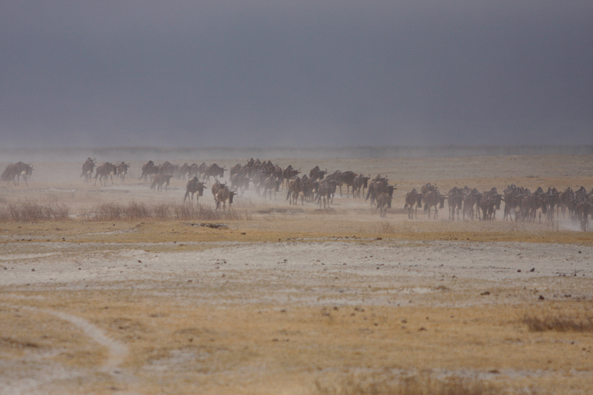 Parks of Tanzania &amp; Kenya, Wildebeest im Ngorongoro Krater