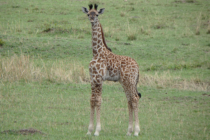 Best of Tanzania - Baby Giraffe