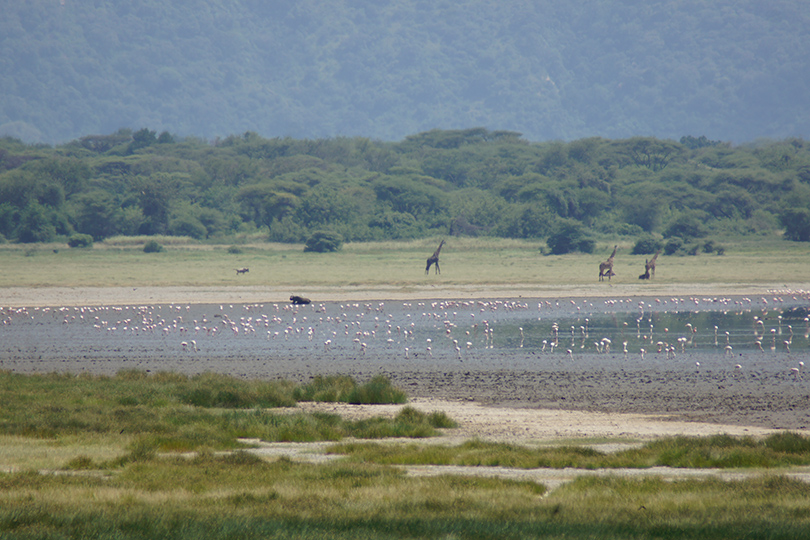 Best of Tanzania - Lake Manyara