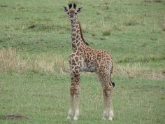 Best of Tanzania - Baby Giraffe