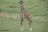 Best of Tanzania - Baby Giraffe