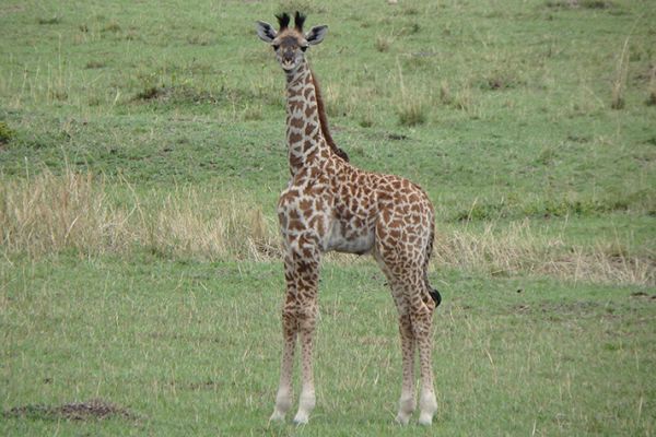 Best of Tanzania