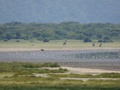 Best of Tanzania - Lake Manyara
