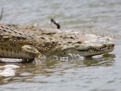Krokodil - Nyerere National Park