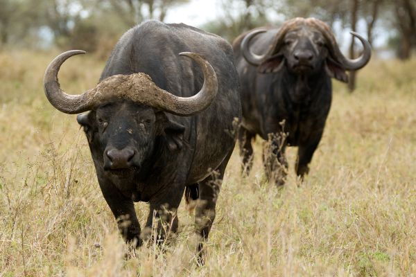 Pure Wildnis I 6 Tage Mobile Explorer Safari