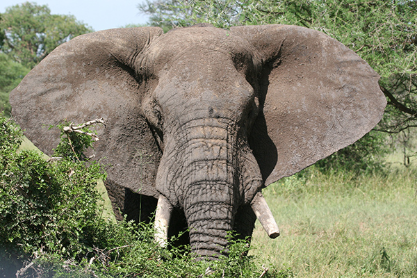 Ruf der Wildnis - Elefant im Tarangire National Park