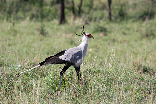 Ruf der Wildnis - Secretary Bird