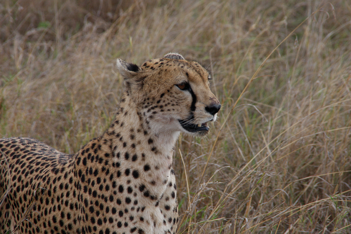 Ruf der Wildnis - Gepard in der Serengeti