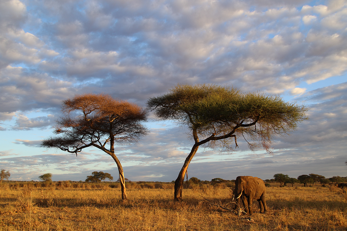 Ruf der Wildnis - Tarangire National Park