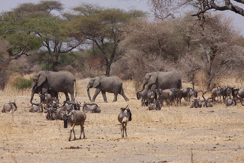 Ruf der Wildnis - Tarangire National Park