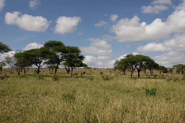 Ruf der Wildnis - Tarangire National Park