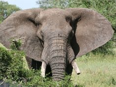 Ruf der Wildnis - Elefant im Tarangire National Park