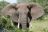 Ruf der Wildnis - Elefant im Tarangire National Park