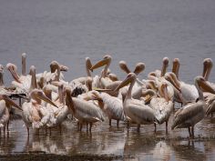 Ruf der Wildnis - Pelikane am Lake Manyara