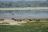 Ruf der Wildnis - Büffel am Lake Manyara
