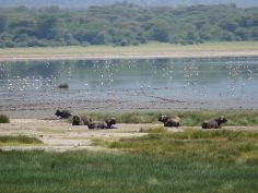 Ruf der Wildnis - Büffel am Lake Manyara