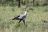 Ruf der Wildnis - Secretary Bird