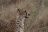 Ruf der Wildnis - Gepard in der Serengeti