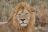 Ruf der Wildnis - Löwe in der Serengeti