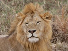 Ruf der Wildnis - Löwe in der Serengeti