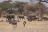 Ruf der Wildnis - Tarangire National Park