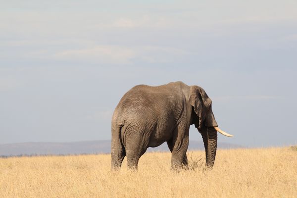 Tanzania Explorer | 5 Tage private Campingsafari