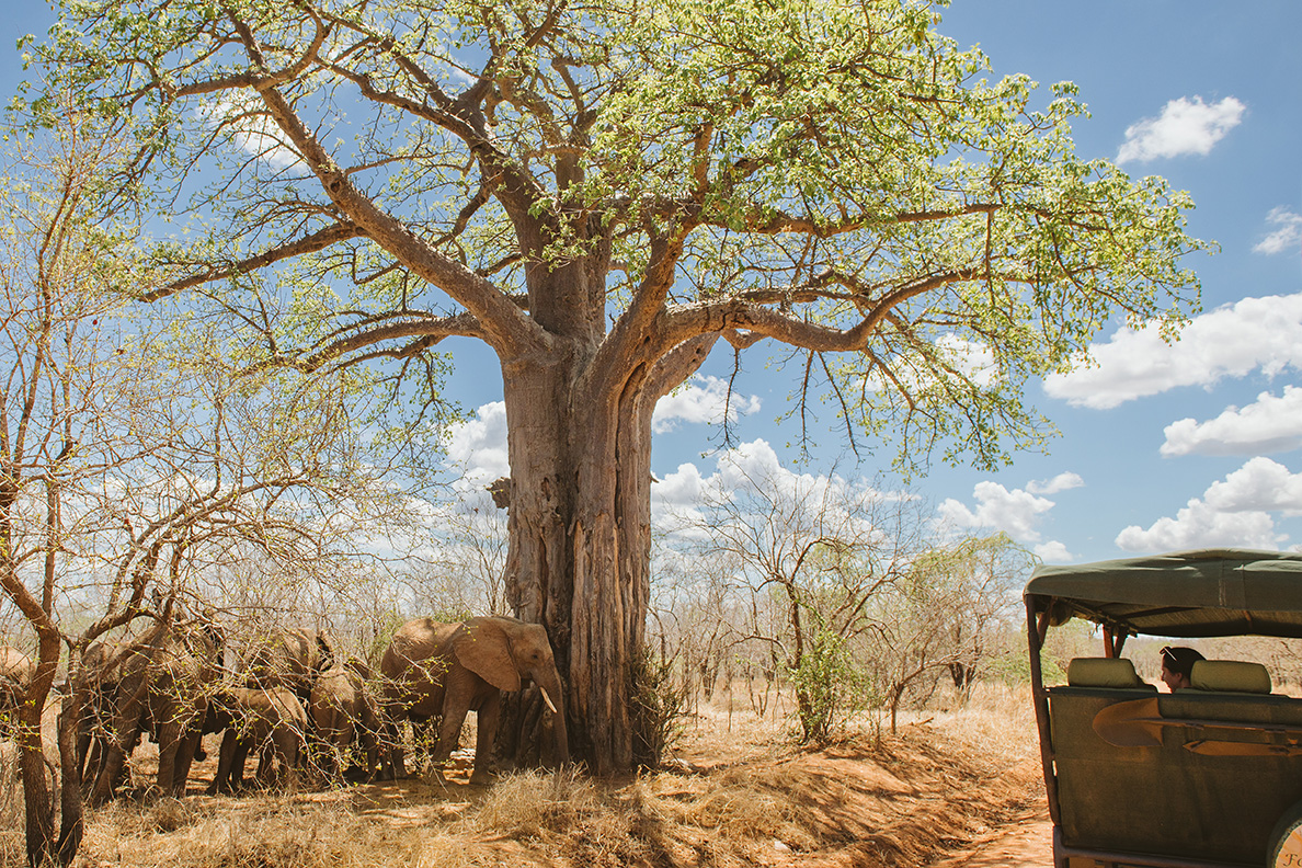 Ruaha River Lodge