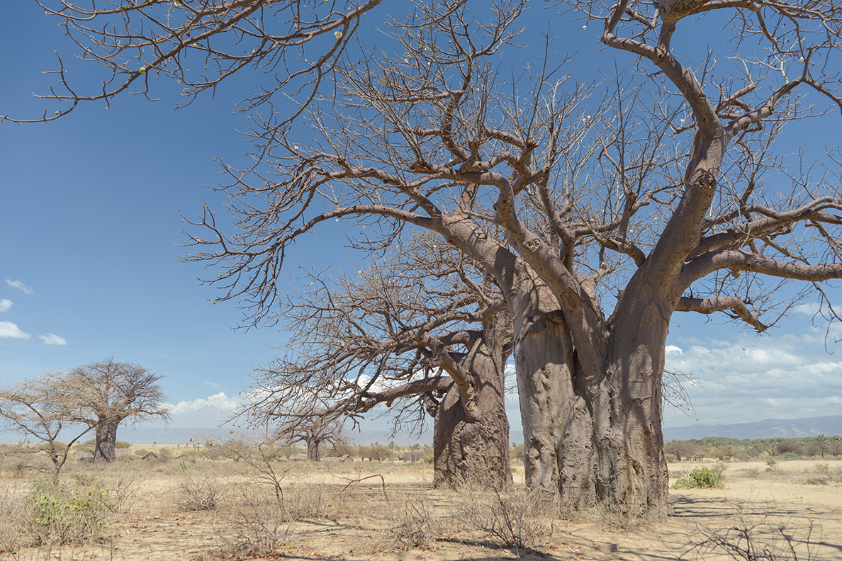 Baobab trees in rural area next to the town of Barazani, Lake Ey