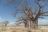 Baobab trees in rural area next to the town of Barazani, Lake Ey